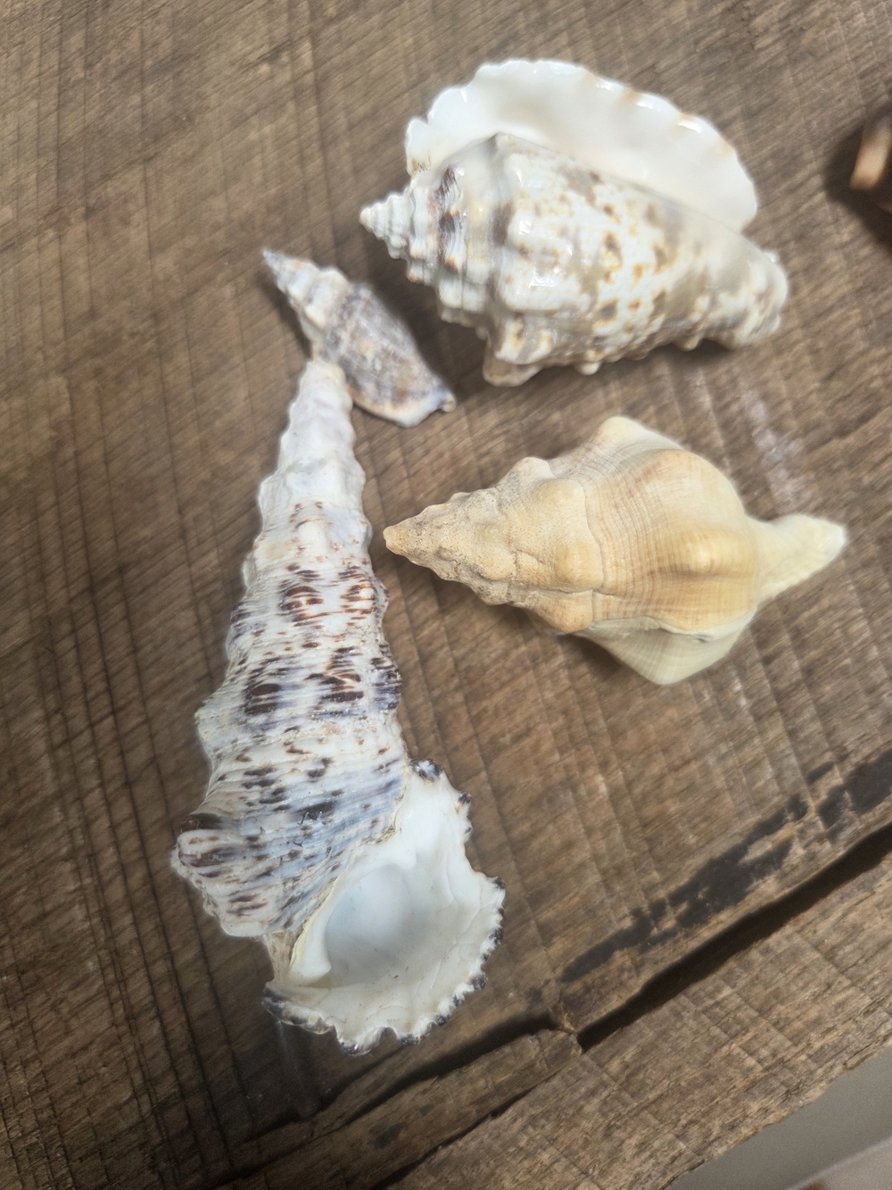 35 Assorted Natural Seashell Personal Collection - Bin R - Picture 14 of 16
